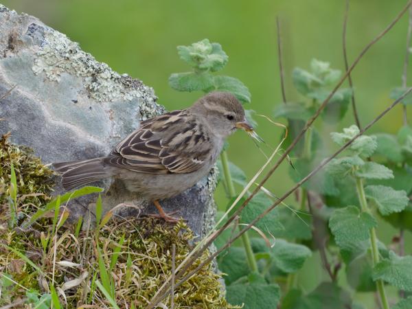 <h3><a href="/trips/extramadura/biota/animalia/chordata/aves/040 passeriformes/113 passeridae/passer domesticus/passer domesticus-nl.html">Passer&nbsp;domesticus</a> / House&nbsp;sparrow / Huismus</h3>OM-1 Mark II met OLYMPUS M.150-400mm F4.5 TC, 1/2000 sec  bij F5.6, ISO 6400, afstand 7.53&nbsp;m